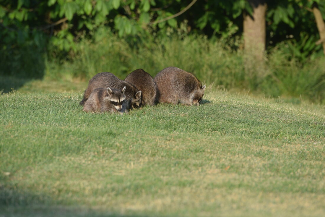 Judge: Feeding Time Over for Raccoons in Bethlehem | News, Sports, Jobs ...